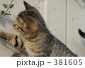 ネコ