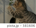 ネコ