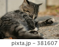ネコ