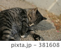 ネコ