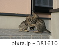 ネコ
