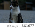 ネコ