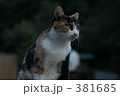 ネコ