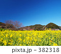 南伊豆の菜の花
