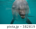 イルカ