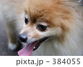 ポメラニアン