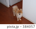 ポメラニアン
