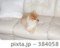 ポメラニアン