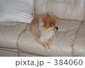 ポメラニアン