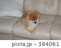ポメラニアン