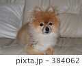 ポメラニアン