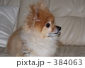 ポメラニアン