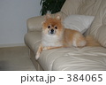 ポメラニアン