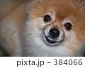 ポメラニアン