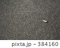 鳩の羽