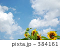 ひまわり