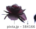 ミニバラ