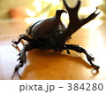 カブトムシ３