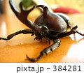 カブトムシ４