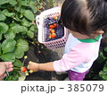 素材ナンバー 385079 : 「イチゴ狩り」