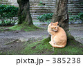 たたずむ野良猫