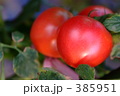 トマト