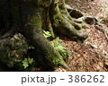 "@マザーツリー２００８"
