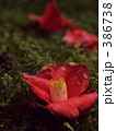 椿の落花