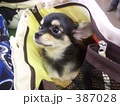 チワワと旅