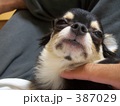こちょこちょチワワ
