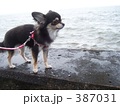 海とチワワ