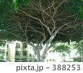 木