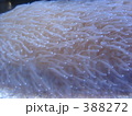珊瑚
