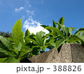 生き生きとした緑