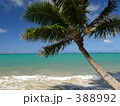 palm and sea