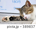 ゆるいネコ
