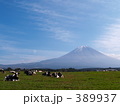 のんびり牛さん