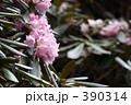 しゃくなげの花