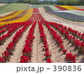 いろとりどりな花たち