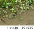 沖縄　サンショウウオ