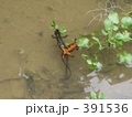 沖縄　サンショウウオ　宙返り