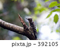 こげら