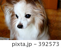 お迎えパピヨン