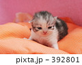 子猫の写真