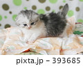 子猫の写真