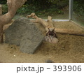 仲良しアルマジロ