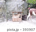 雨宿りのカピバラ