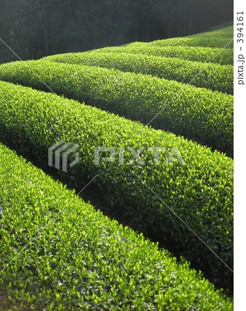 茶畑 京都 緑色
