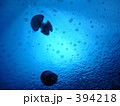 クラゲ　海月