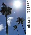 Royal palm and sun